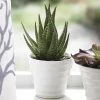 Morgan & Finch Aloe In Ceramic Pot -Morgan & Finch Shop 18026601 P