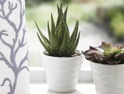 Morgan & Finch Aloe In Ceramic Pot
