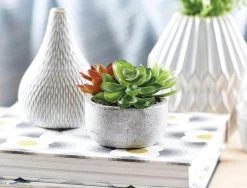 Morgan & Finch Succulent Garden In Round Pot