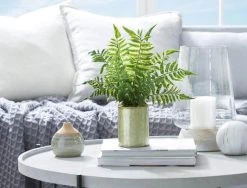 Morgan & Finch Potted Fern
