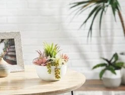 Morgan & Finch Mixed Succulents In Pot