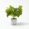 Morgan & Finch Devils Ivy In Cement Pot -Morgan & Finch Shop 21244301 P
