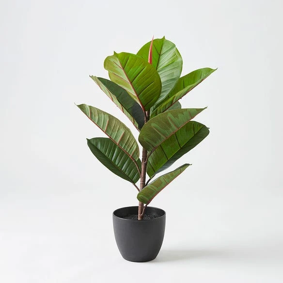 Morgan & Finch Real Touch Rubber Tree 58cm 3 Morgan & Finch Real Touch Rubber Tree 58cm