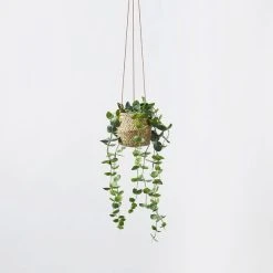 Morgan & Finch Hanging Plant - String Of Hearts