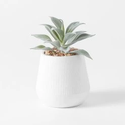 Morgan & Finch Angus Ceramic Potted Succulent - White