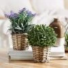 Morgan & Finch Potted Box Hedge In Basket -Morgan & Finch Shop M F Potted Plants In Baskets 189221 R